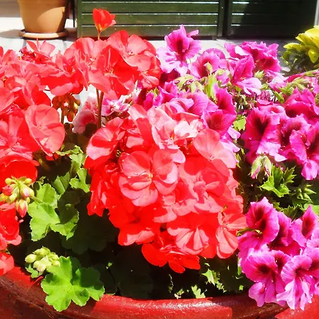 Liman マルマリス